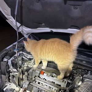 Meet your Posher, Morgan